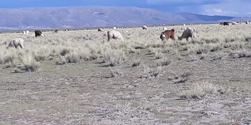 Proyectan la plantación de 30.000 árboles nativos en la Quebrada de Humahuaca y la Puna jujeña.