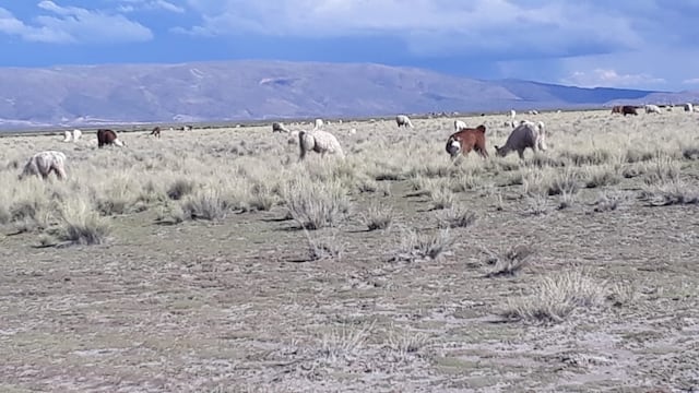 Proyectan la plantación de 30.000 árboles nativos en la Quebrada de Humahuaca y la Puna jujeña.