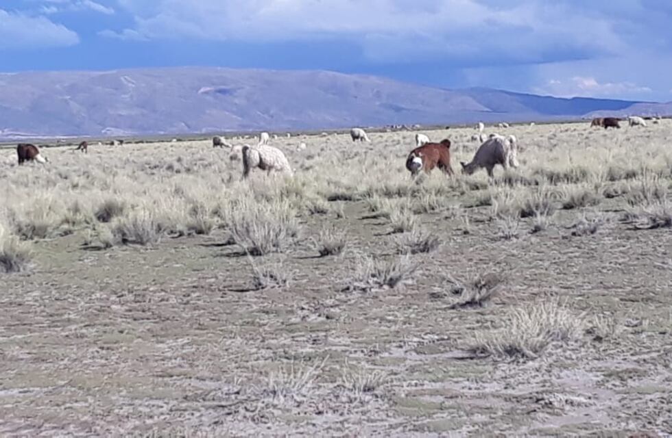 Trabajan en ambicioso plan de reforestación para Quebrada y Puna
