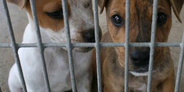 Violencia animal en Puerto Esperanza. Imagen ilustrativa
