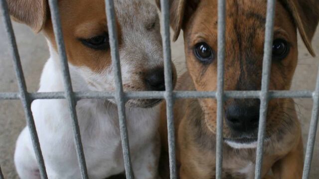 Violencia animal en Puerto Esperanza. Imagen ilustrativa