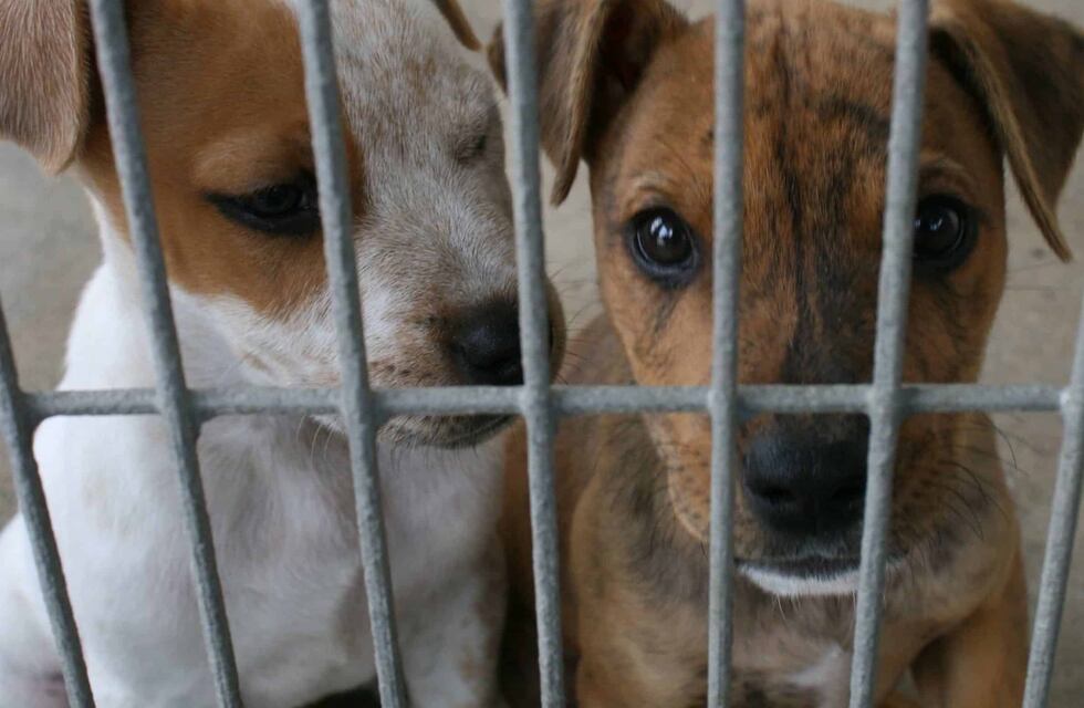 Un hombre hirió a un can en Puerto Esperanza