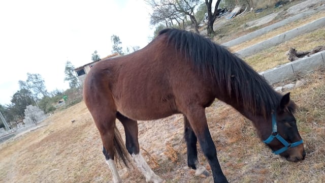 Peligro: caballos sueltos