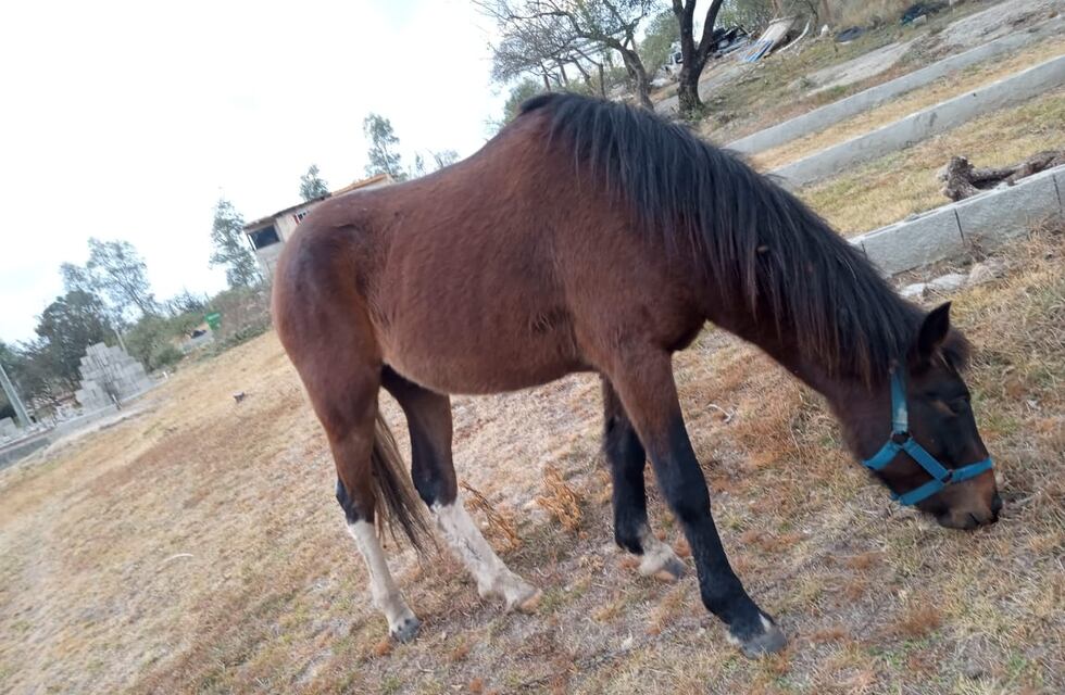 El Municipio de Arroyito y la Sociedad Rural realizan un censo equino para conocer la situación en la ciudad