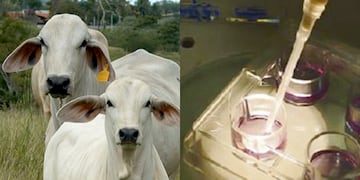 In Vitro con semen sexado