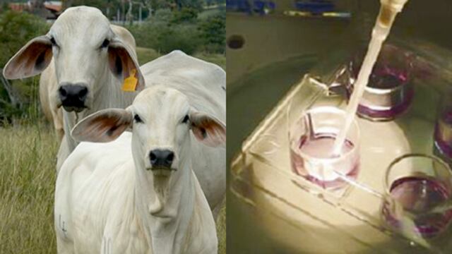 In Vitro con semen sexado