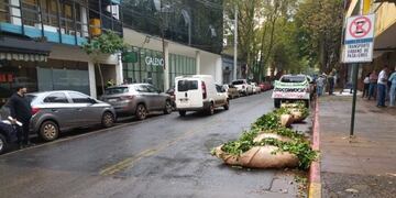 Productores yerbateros misioneros exigen la restitución del INYM y la suspensión de importaciones.