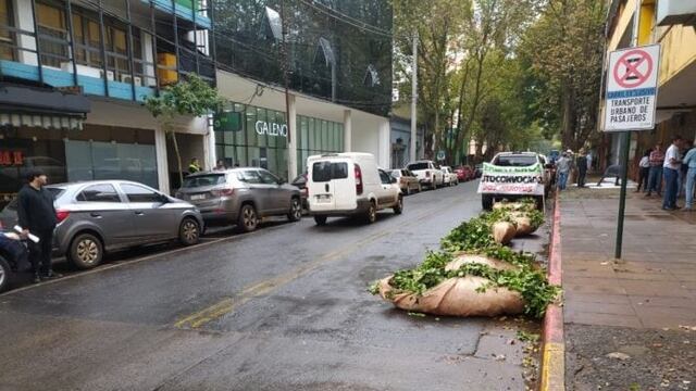 Productores yerbateros misioneros exigen la restitución del INYM y la suspensión de importaciones.