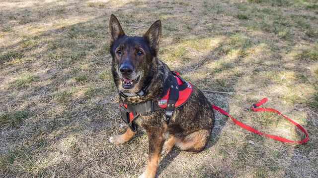 Ayelen Castro con su perra Ruca tiene 12 años es una ovejera alemán linea de trabajo, entrenada para busqueda de personas y detección de RH.