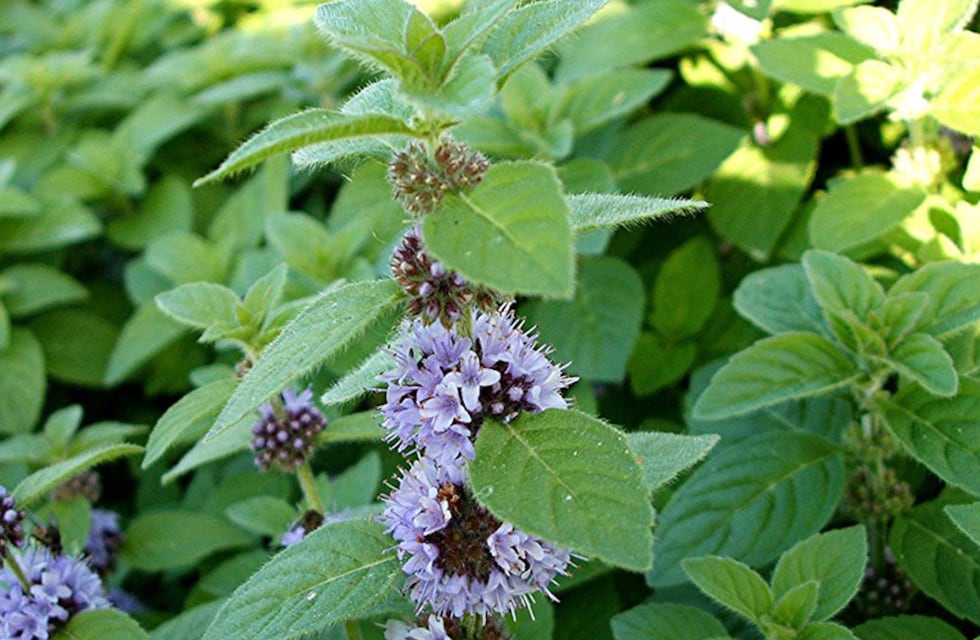 Córdoba: para qué sirve la peperina y por qué recomiendan consumirla