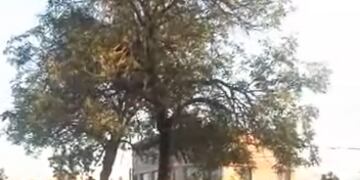 Masiva movilización pidiendo justicia en Ceres tras el asesinato de un joven