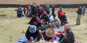 La temporada 2022 de chakus -la esquila sustentable de fibra de vicuña- realizada por las Comunidades Andinas Manejadoras de Vicuñas finalizó con un balance altamente positivo en Jujuy.