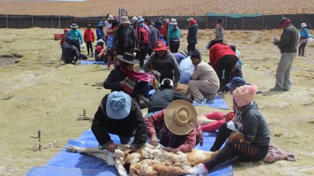 La temporada 2022 de chakus -la esquila sustentable de fibra de vicuña- realizada por las Comunidades Andinas Manejadoras de Vicuñas finalizó con un balance altamente positivo en Jujuy.