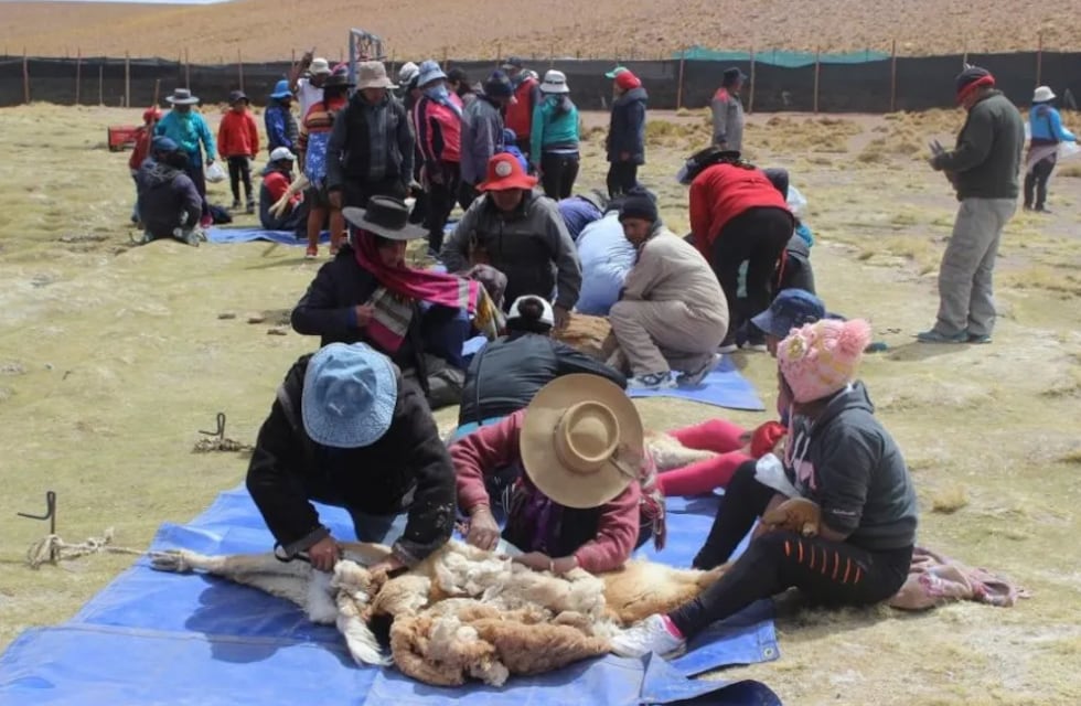 Cifras récords alcanzó en Jujuy la cosecha sustentable de fibra de vicuña