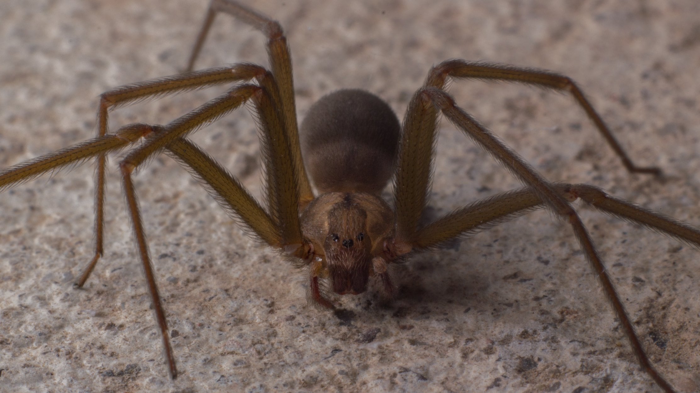 Araña loxosceles, una especie ponzoñosa