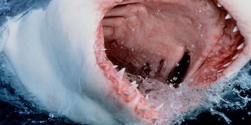 El animal sorprendió a un grupo de pescadores de Mar del Plata ya que no es habitual verlos tan cerca: ¿Son peligrosos? (Foto ilustrativa)