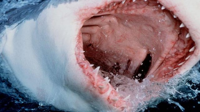 El animal sorprendió a un grupo de pescadores de Mar del Plata ya que no es habitual verlos tan cerca: ¿Son peligrosos? (Foto ilustrativa)