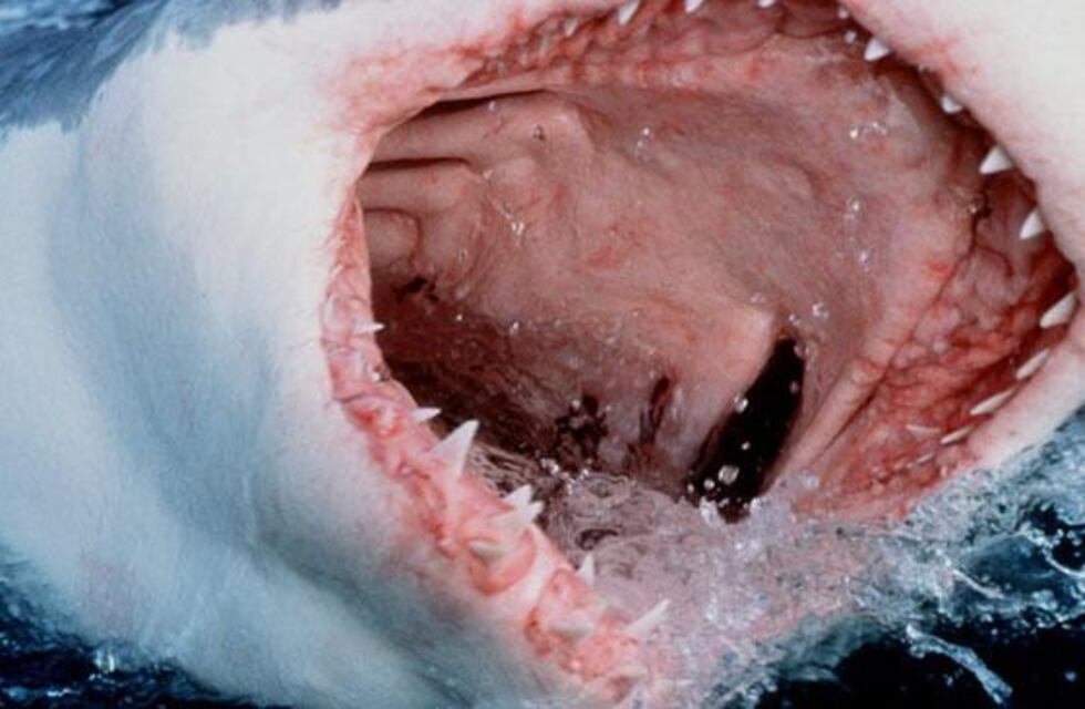 Pescaban en la escollera sur y se les apareció un tiburón