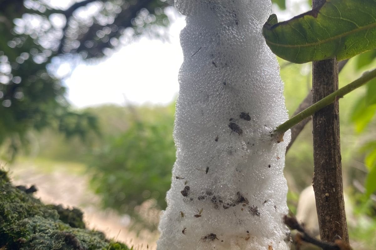 Los árboles “lloran”: el fenómeno que sorprendió a los vecinos