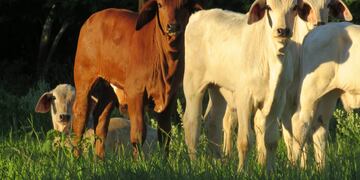 Brahman Estancia Virocay