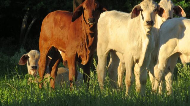 Brahman Estancia Virocay