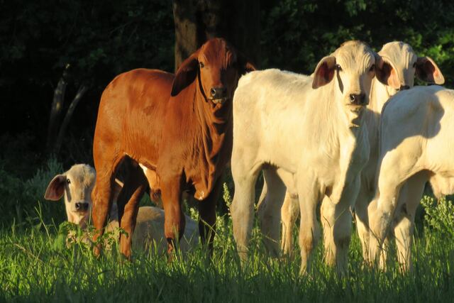 Brahman Estancia Virocay