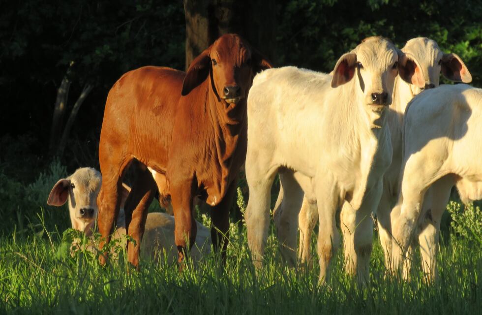 Brahman en la Argentina