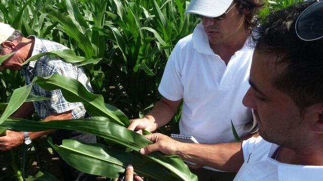 Recorrida de productores para reconocer la presencia de gusano cogollero en un lote de maíz (Prensa Syngenta)