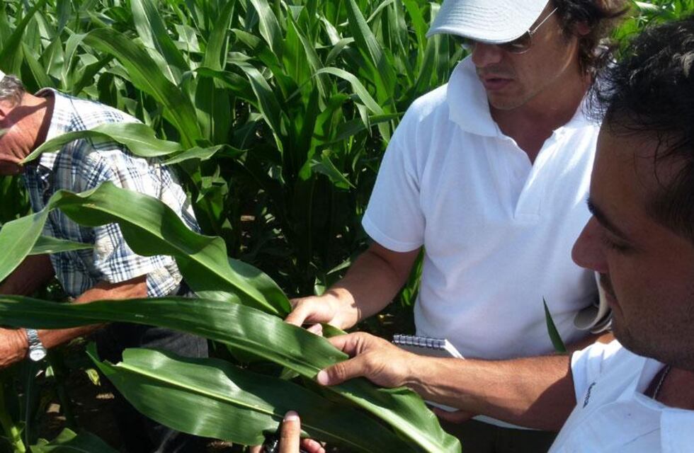 Propagación del gusano cogollero en el maíz