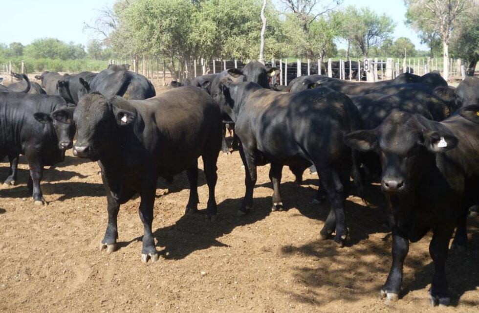 No hay límites: le robaron siete vacas a un productor agropecuario