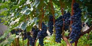 Se dictará en Gualeguaychú una Diplomatura en Vitivinicultura