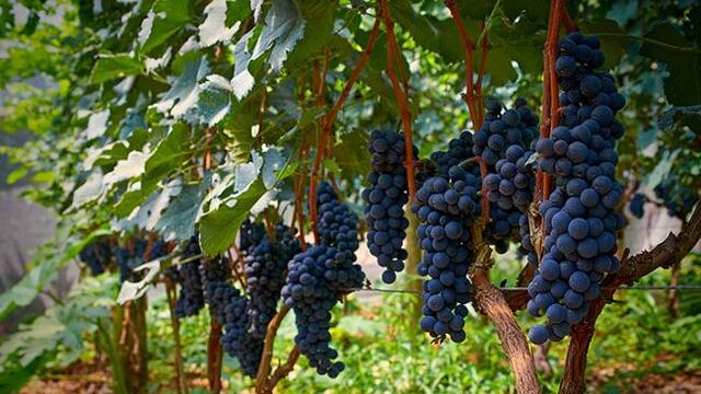 Se dictará en Gualeguaychú una Diplomatura en Vitivinicultura