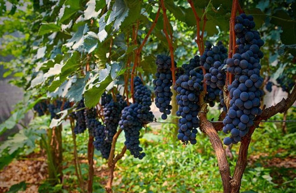 Se dictará en Gualeguaychú una Diplomatura en Vitivinicultura