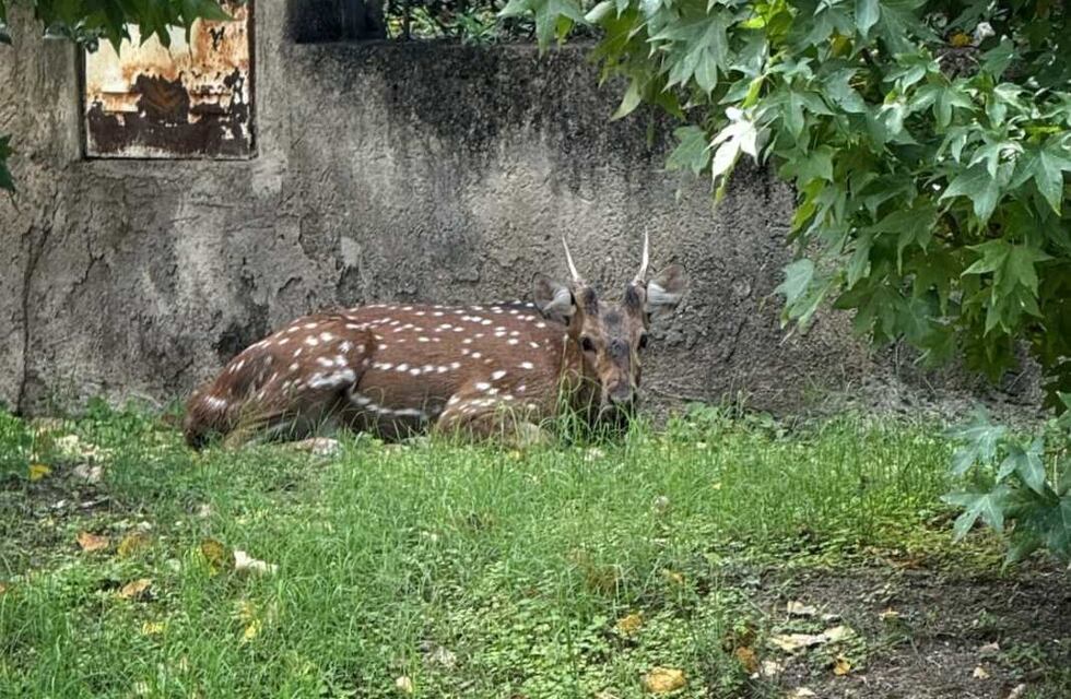 Sorpresa en Carlos Paz: rescatan a un ciervo que deambulaba por la ciudad