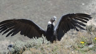 Fotos y videos: así fue la liberación de Ángel, el cóndor rescatado durante un mega operativo en Potrerillos. Foto: Gentileza Fundación Cullunche