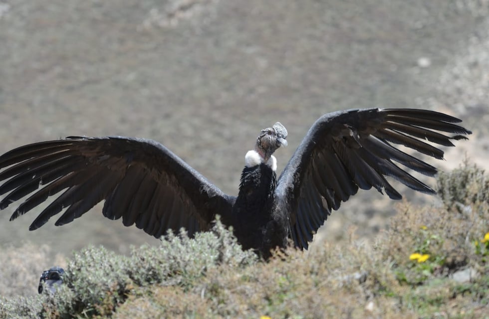 Video: el emotivo momento en el que un cóndor andino rescatado emprende vuelo hacia el Cordón del Plata
