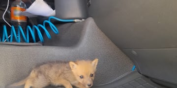 Rescataron un cachorro de zorro en Alta Montaña.