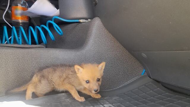 Rescataron un cachorro de zorro en Alta Montaña.
