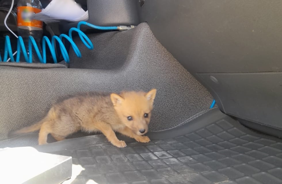 Rescataron en Mendoza a un cachorro de zorro que estaba oculto en la cabina de un camión
