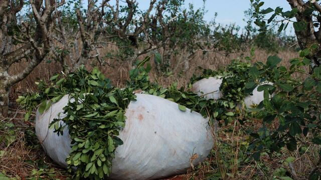 Intentaron robar casi 2 mil kilos de yerba mate en Jardín América