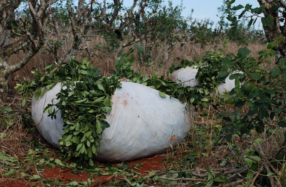 Intentaron robar casi 2 mil kilos de yerba mate en Jardín América