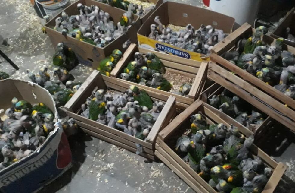 En varios allanamientos incautaron una gran cantidad de fauna silvestre
