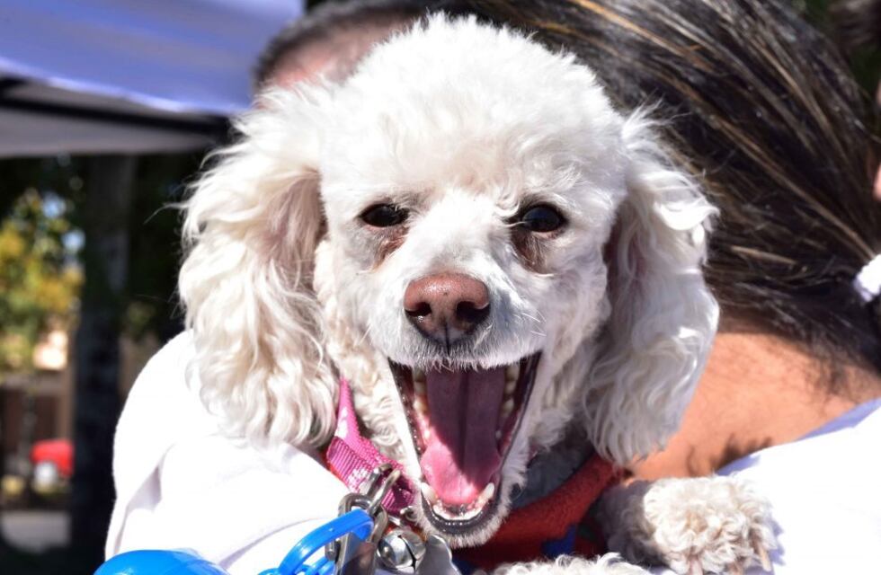 Puesto móvil de vacunación antirrábica en Tres Arroyos