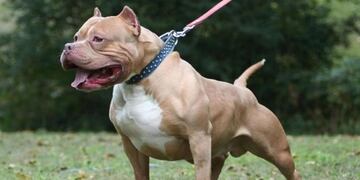 Un perro pitbull atacó a un nene de ocho año en una iglesia