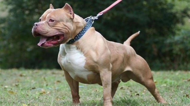 Un perro pitbull atacó a un nene de ocho año en una iglesia