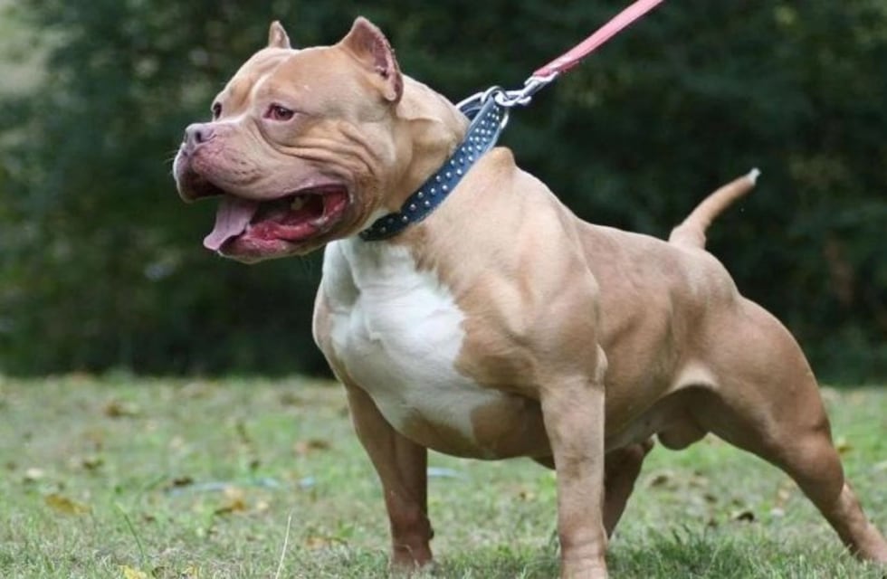 Un perro pitbull atacó a un nene de ocho año en una iglesia