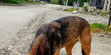 Controles de Zoonosis en Andorra.