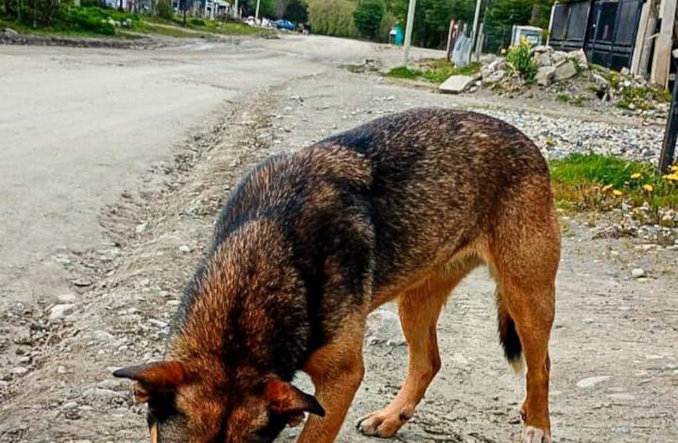 Se llevó adelante un nuevo operativo de control animal en el barrio Andorra