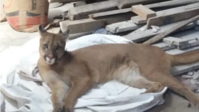 La jaula donde se encontraba en el ECAS fue violentada.