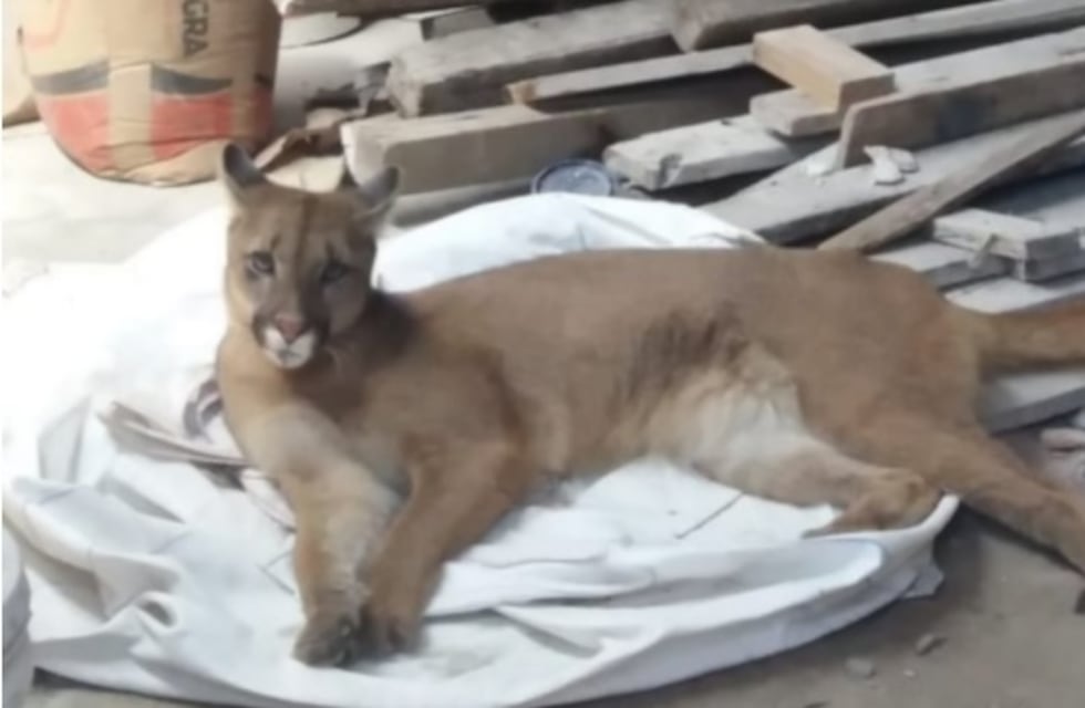 Rescatan en La Plata un puma que había sido robado del ECAS